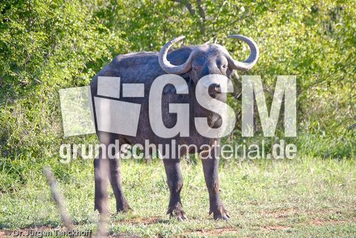 Afrikanischer Büffel (35 von 102).jpg